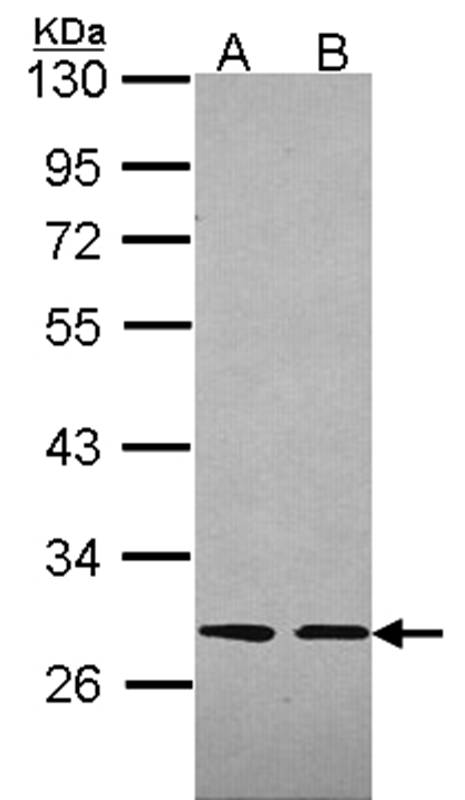 Slap antibody