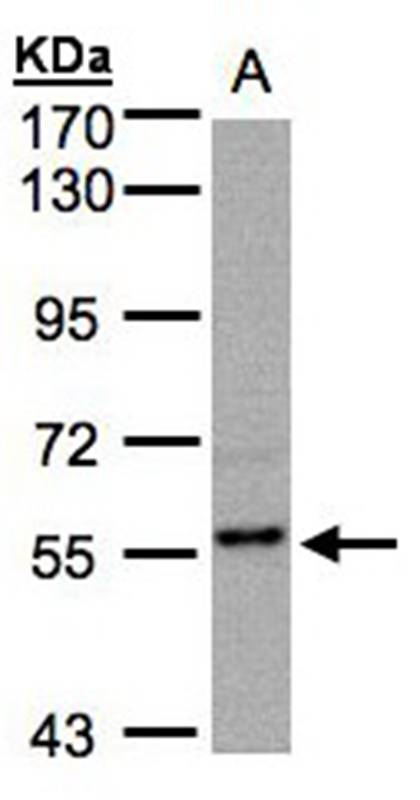RGS14 antibody