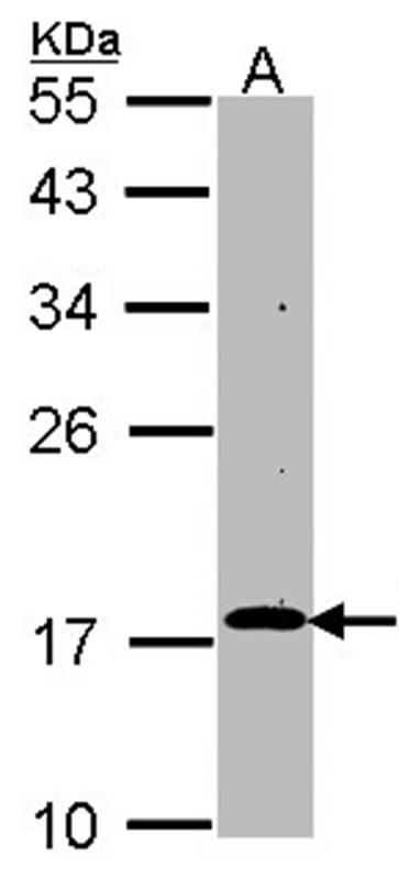 RGS17 antibody