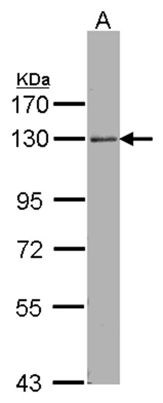 ARHGEF18 antibody