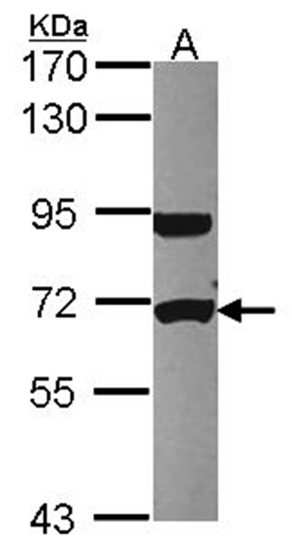 UTP6 antibody