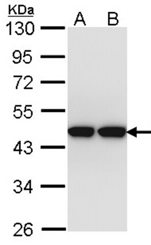actin-like 8 antibody