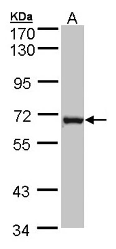 DENND1B antibody