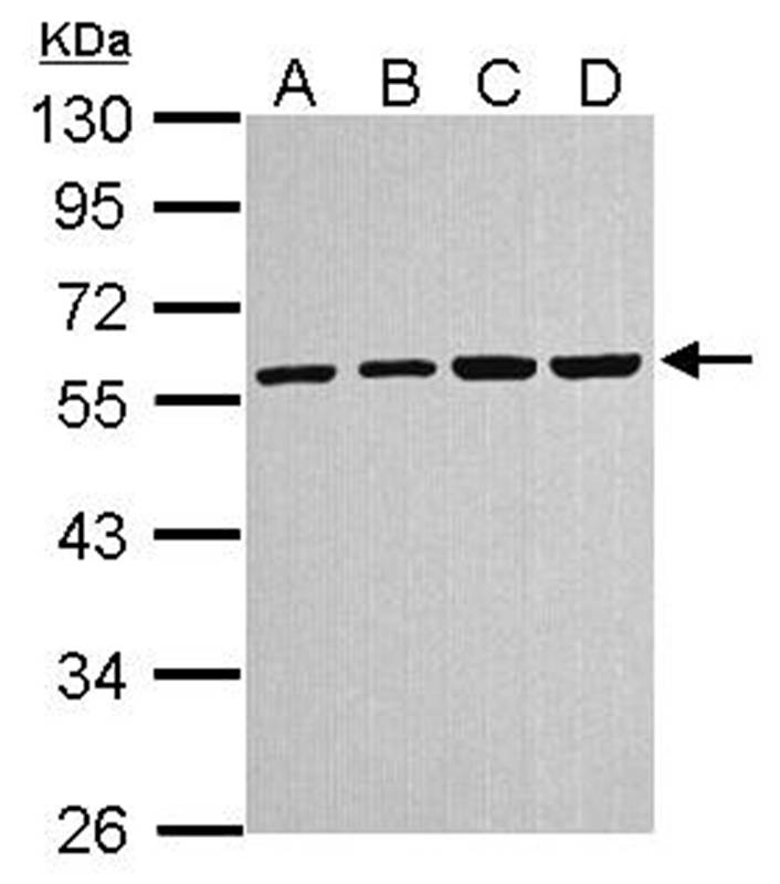 alpha Tubulin 4a antibody