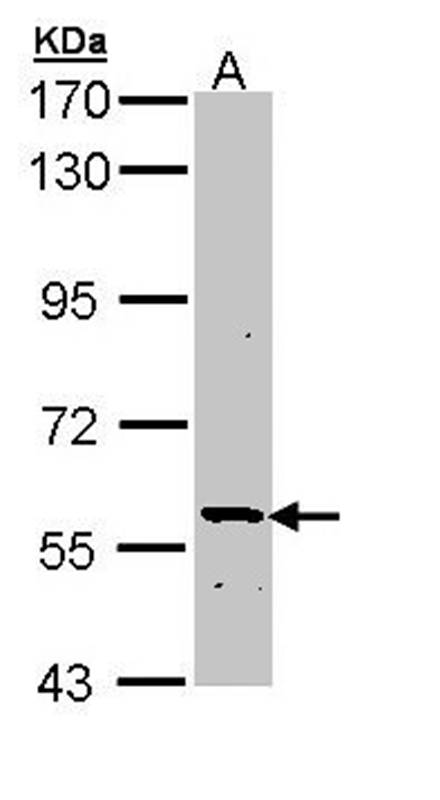 PLA2G3 antibody
