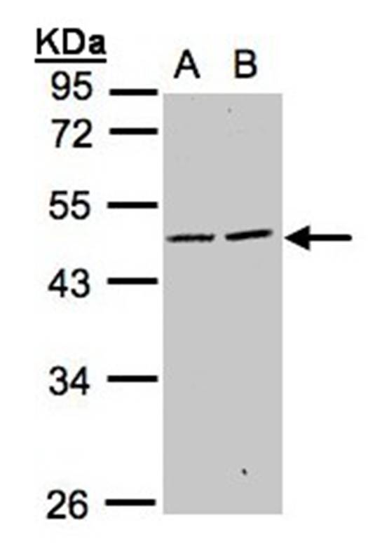SIGLEC9 antibody