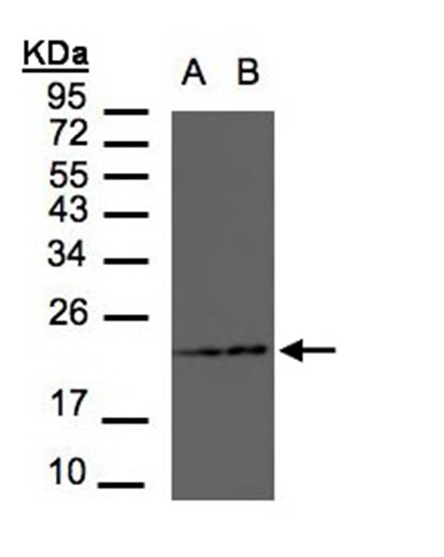 RAMP2 antibody