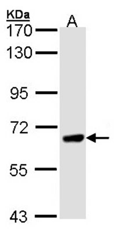 PPEF antibody