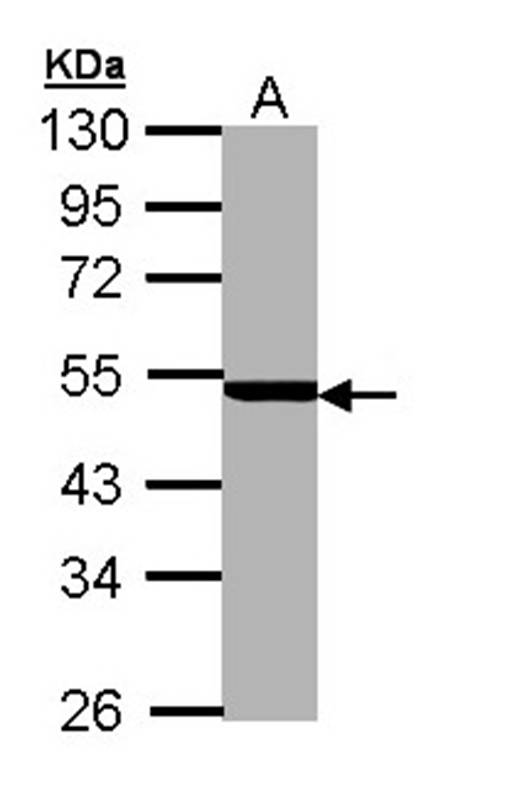 PSMC3 antibody