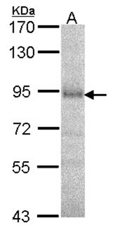 DPRP1 antibody