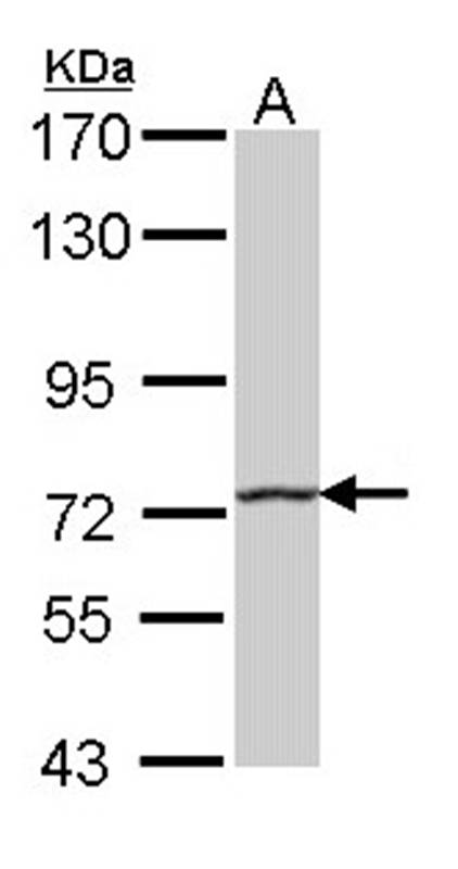 HHIP antibody