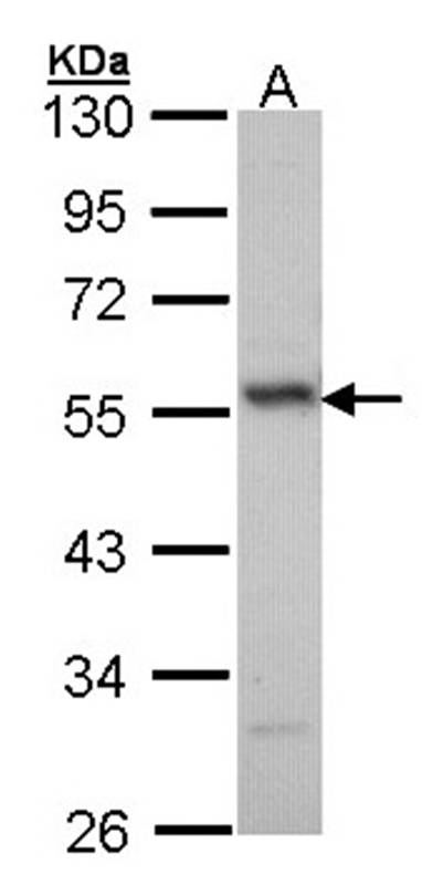 ERG antibody