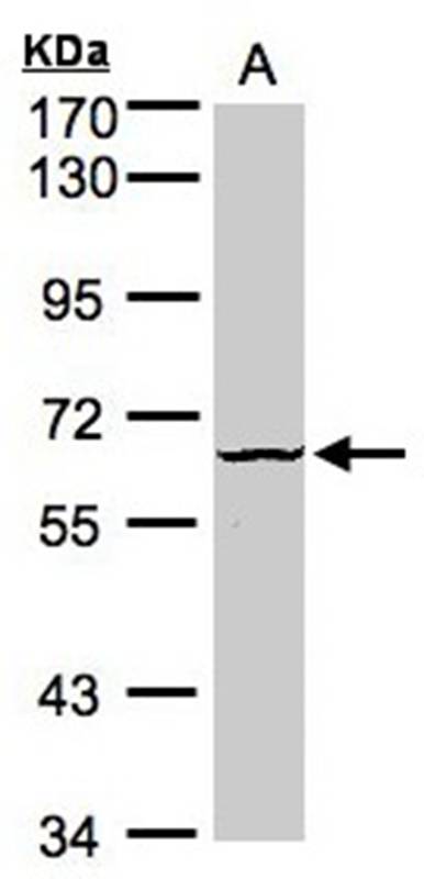 Dyrk3 antibody