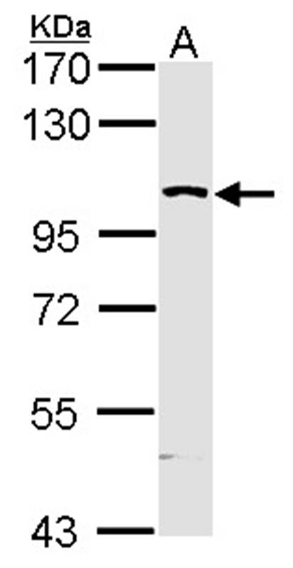 KHS antibody