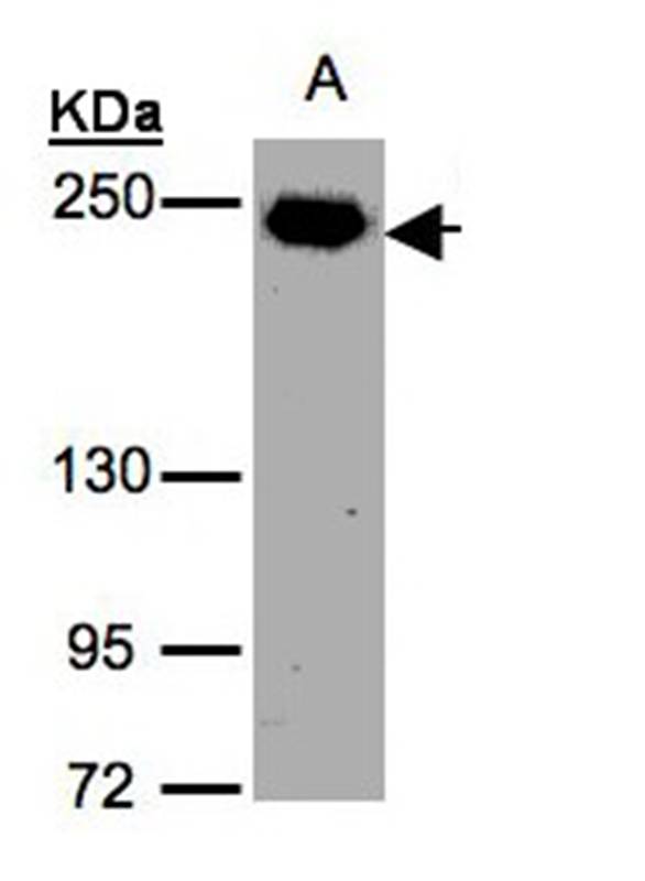 ZO antibody