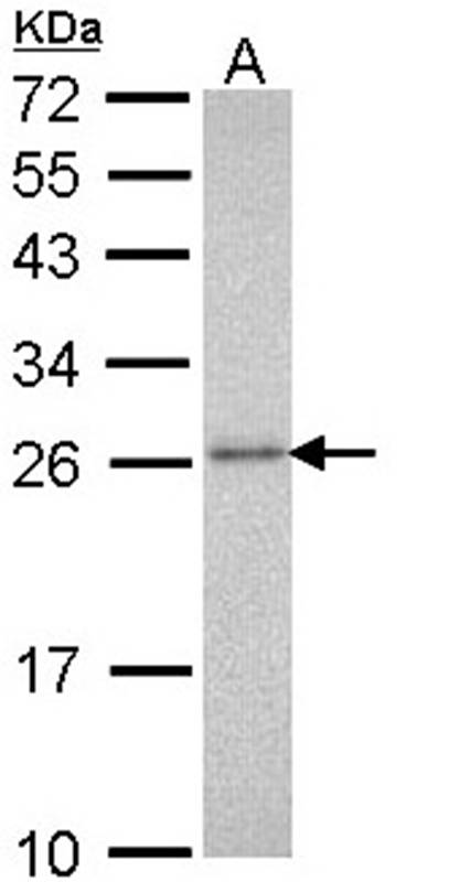 20S Proteasome alpha3 antibody