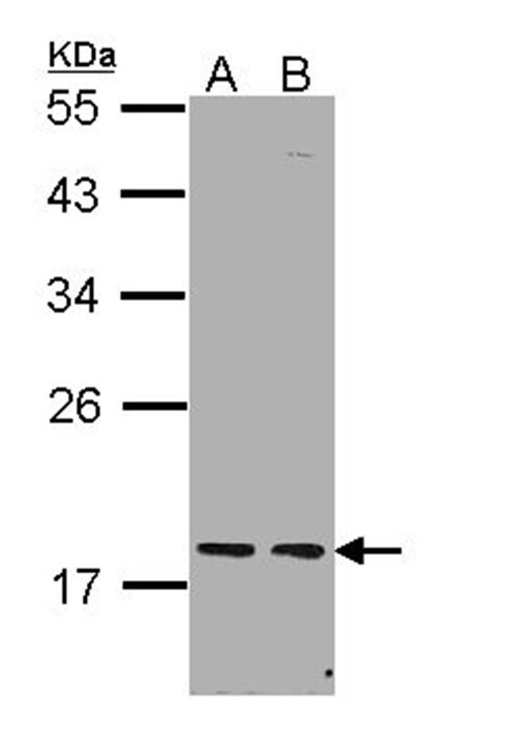PCNP antibody