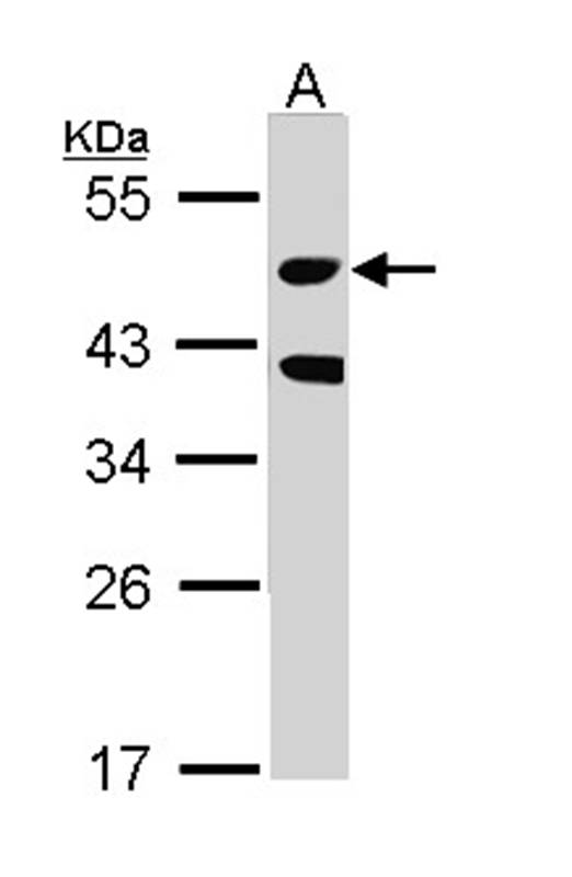 STK24 antibody