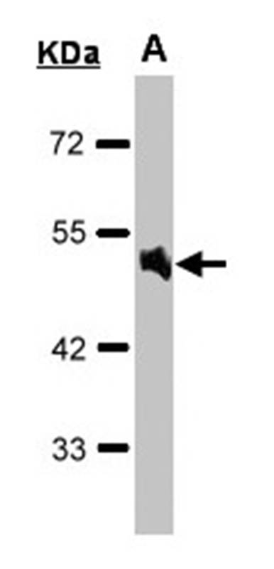 AlphaA adrenergic receptor antibody