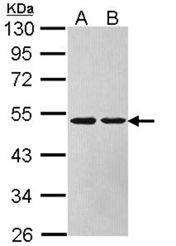 Argininosuccinate Lyase antibody
