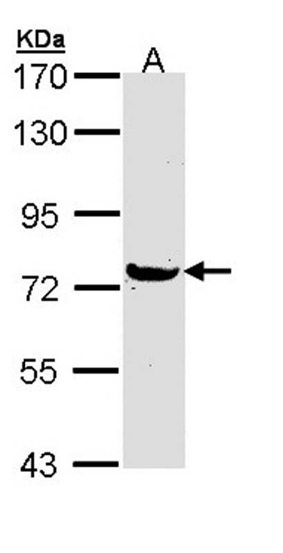 MX1 antibody