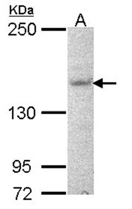 Jouberin antibody