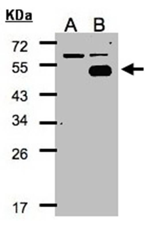 COUP-TFI antibody