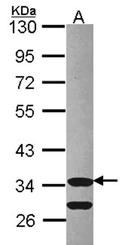 Cdk3 antibody