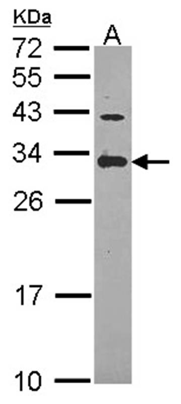 ING5 antibody