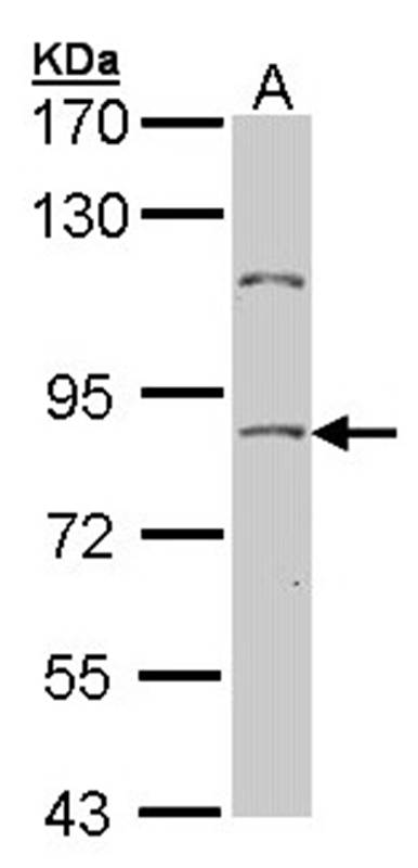 NULP1 antibody