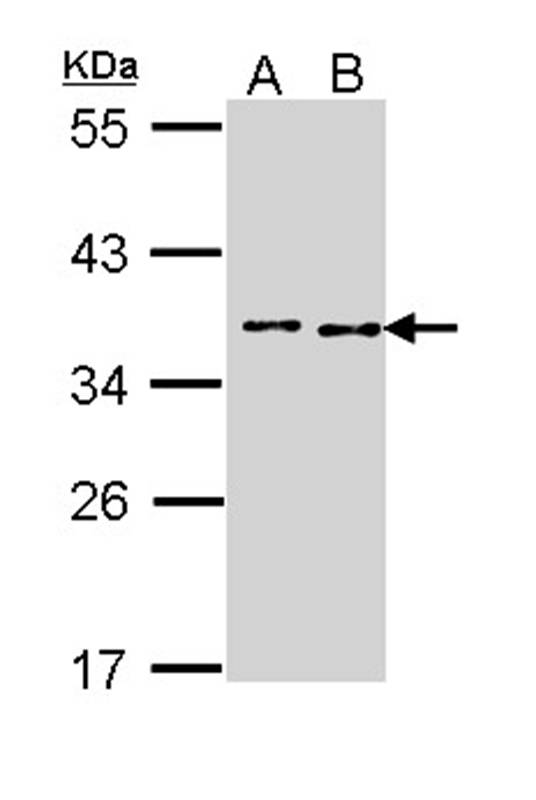 TOK alpha antibody