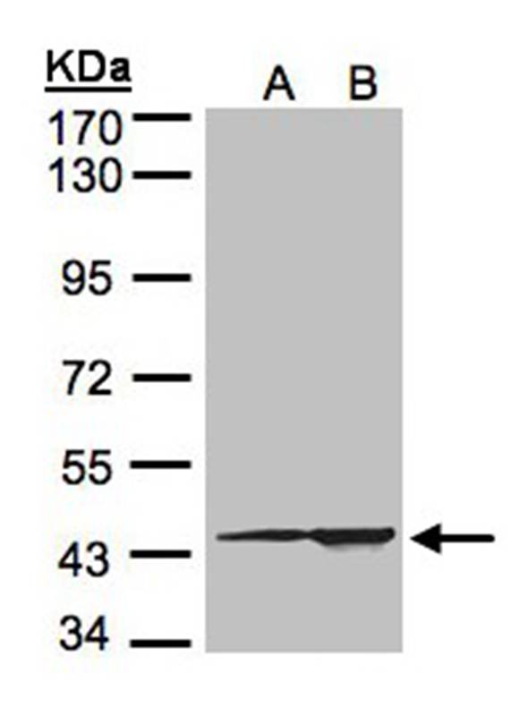 CMAS antibody