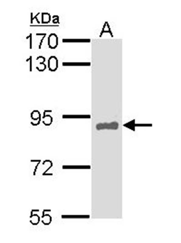 HNF alpha antibody