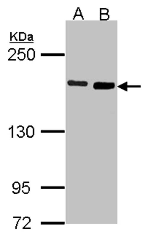 Dia 1 antibody
