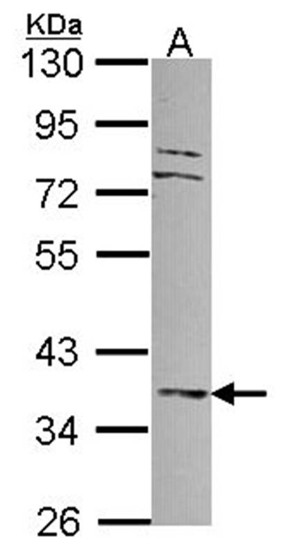 MKP-3 antibody