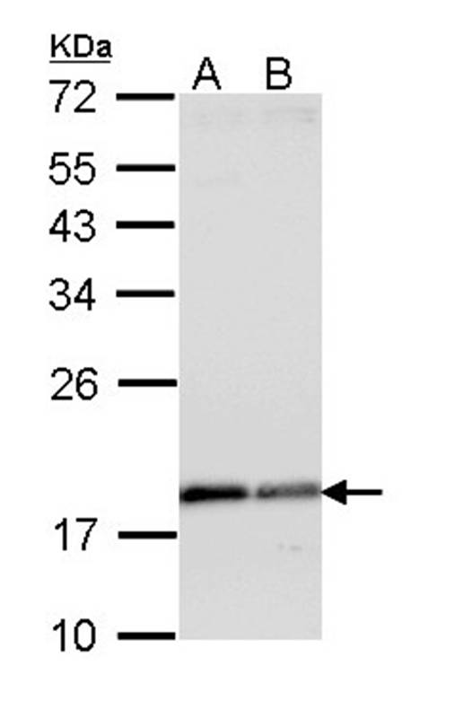 ARF1 antibody