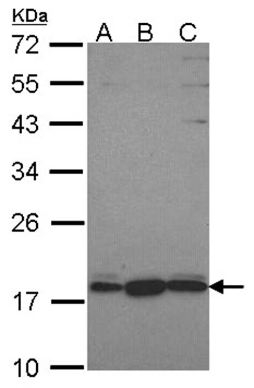 GNRPX antibody