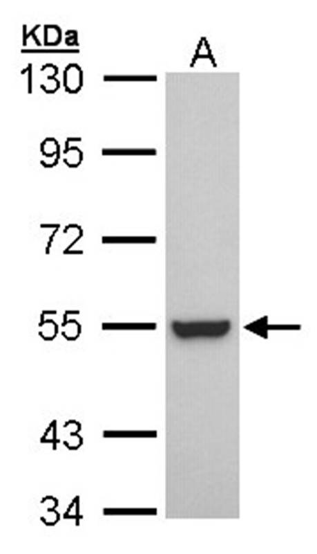 Retinoid X Receptor beta antibody