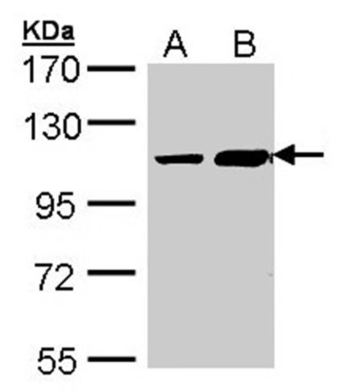 ALS2CR3 antibody
