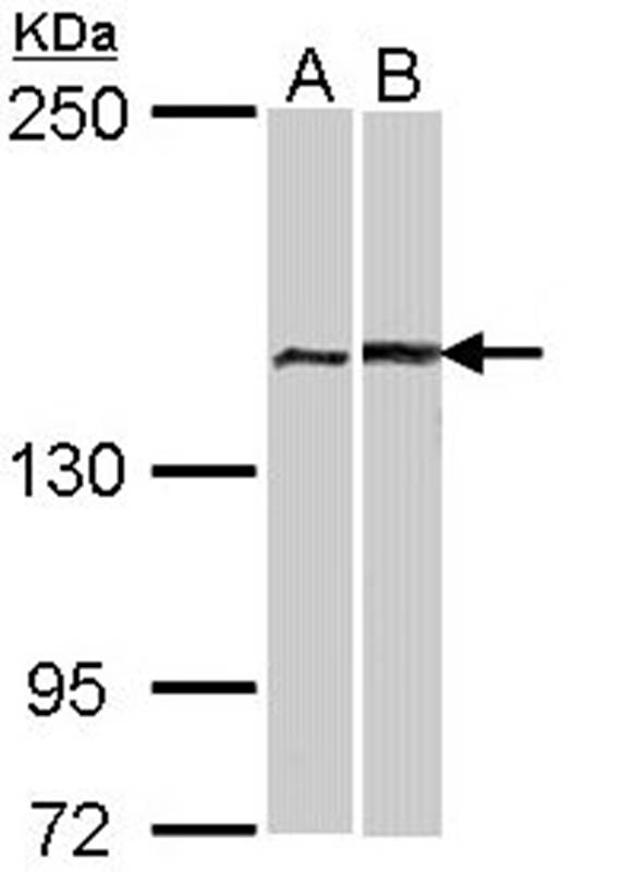 FACA antibody