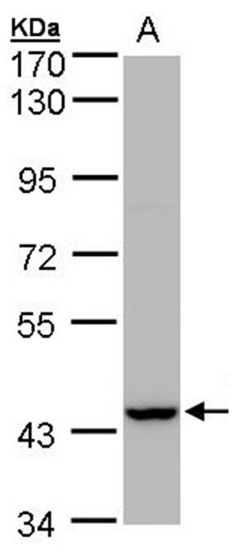 Peroxin 13 antibody