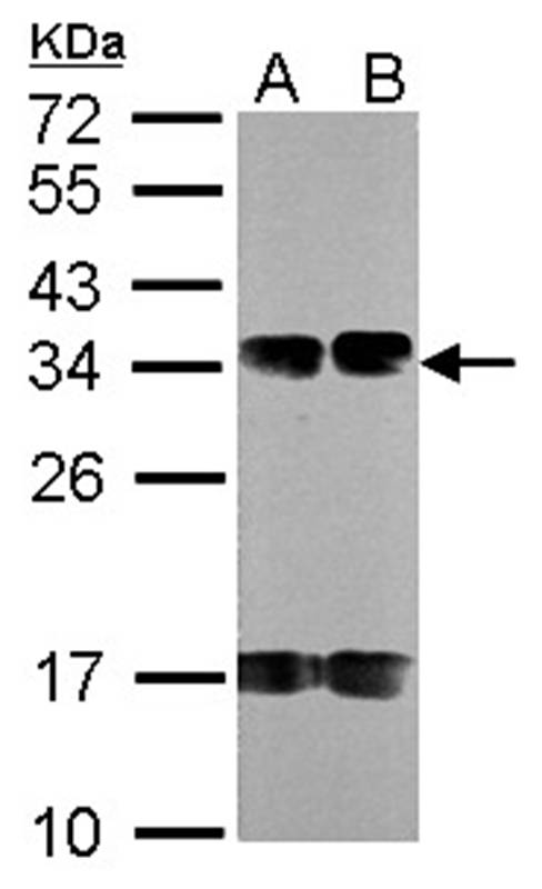 FUS2 antibody