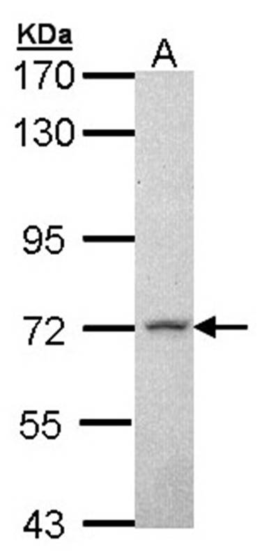MPP2 antibody