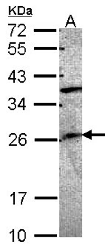 GRAP antibody