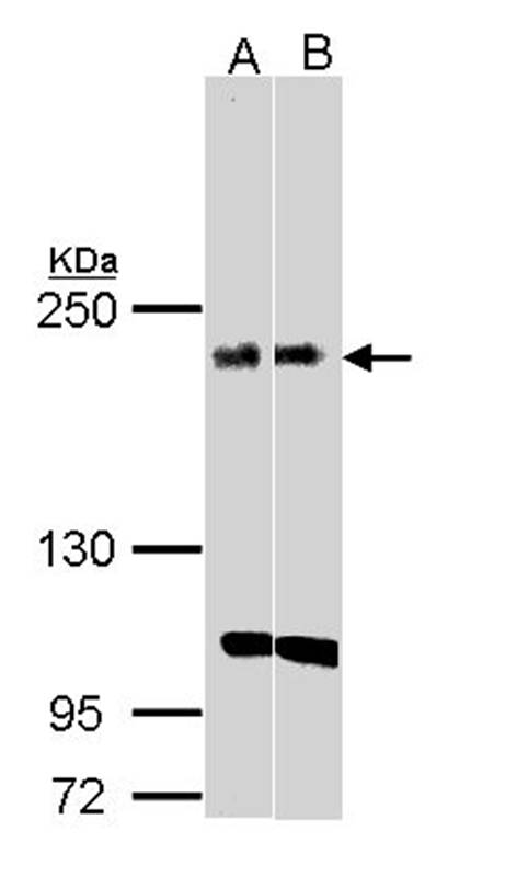 KIDINS220 antibody