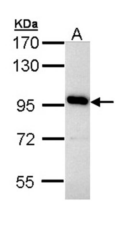 V-ATPase 116 kDa isoform a4 antibody