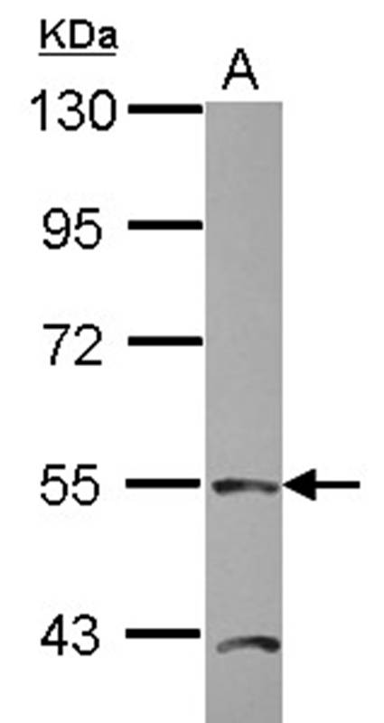 TEAD4 antibody