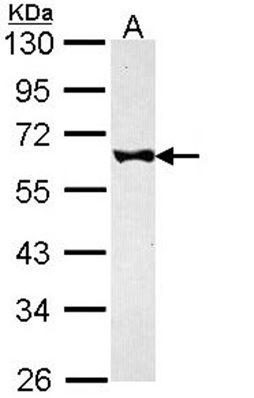 FKBP52 antibody