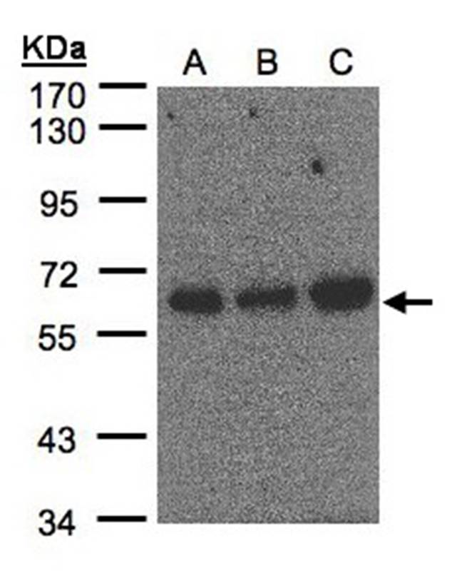 PUF60 antibody