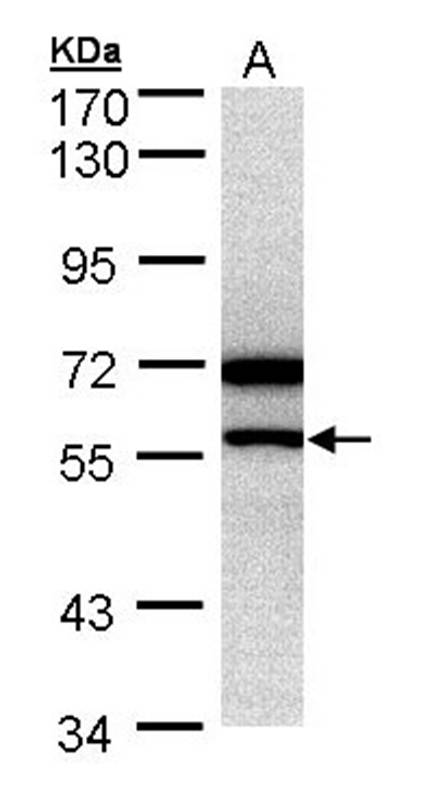 DAX antibody